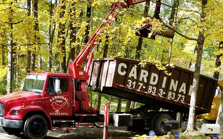 Indianapolis Tree Removal